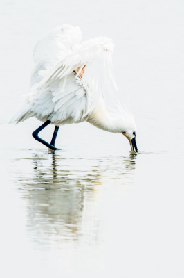 Laatste tijd niet veel foto's kunnen maken. Dan maar in het archief iets opgezocht.
Deze kwam ik o.a. tegen en sprak me wel aan, mede door het high key achtige. Langs de dijk stonden een paar lepelaars. In alle standen ze gefotografeerd.
Ik ga m'n foto's meer waarderen als ik ze een poos niet gezien heb. In eerste instantie ben ik nooit zo tevreden maar later denk ik dan, ja toch wel mooi.