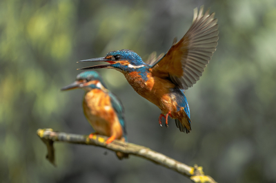 De laatste tijd veel tijd besteed aan ijsvogels. De uitdaging was dit keer 2 vogels op de foto. Meerdere heb ik kunnen maken zowel samen op een tak als 1 vliegend en de andere zittend. Deze vond ik wel geslaagd met de tweede vogel vaag op de achtergrond. Helaas niet meer ruimte boven en links maar ik was wel tevreden over deze foto. De techniek van reepjes bij plakken beheers ik helaas niet.