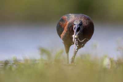 <i class='fa fa-user'></i> kevinhollmann |   Zwarte Ibis  <i class='fa fa-eye'> 348</i>  <i class='fa fa-thumbs-up'> 8</i>   <i class='fa fa-comment-o'> 8</i>