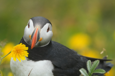 We dachten dat alle puffins al vertrokken zouden zijn, maar er waren heel veel jonge vogels op de rotsen. Wij konden er heel dicht bij komen, maar helaas was het zeer regenachtig. Toch een paar mooie foto's kunnen maken.