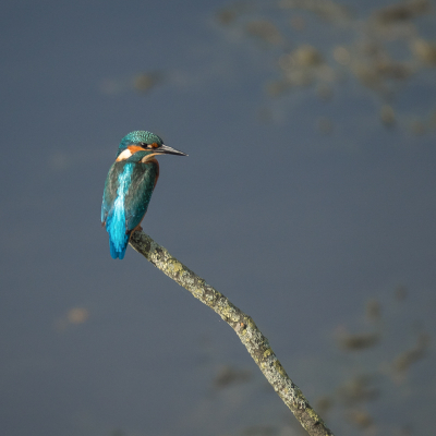 <i class='fa fa-user'></i> Truus Aletta Maan |   IJsvogel  <i class='fa fa-eye'> 199</i>   <i class='fa fa-comment-o'> 1</i>