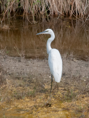 <i class='fa fa-user'></i> pietwil |   Kleine Zilverreiger  <i class='fa fa-eye'> 130</i>   <i class='fa fa-comment-o'> 4</i>