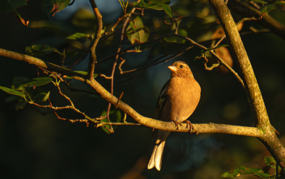Dit mannetje vink zat gisteravond prachtig in het laatste zonlicht. Genoot ook van deze schitterende nazomer denk ik. Ik vond het een mooi sfeervol beeld.