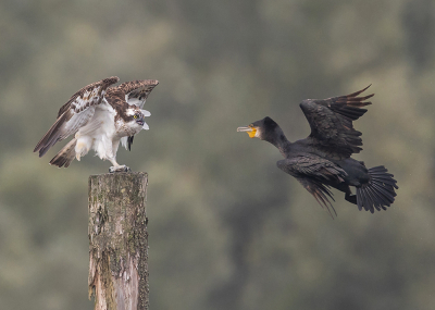 Na lang wachten kwam de Visarend toch nog even poseren, toen er een Aalscholver zn plek in wilde nemen, liet hij duidelijk weten dat hij hier niet van gediend was.