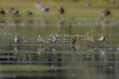 Slechts beperkt gecamoufleerd hopend dat de groene ruiter iets dichter bij zou komen, landde er een groepje van 10 watersnippen. Aangezien ze nogal schuw zijn, ze kwamen amper dichterbij na een uur wachten, deze foto met een portret van 6. Zon in de rug en zittend in de schaduw zorgde voor fijn licht. Volgende keer terug, beter gecamoufleerd, hopend dat ze op een kortere afstand naderen indien ze er nog zitten. Persoonlijk zijn het mijn favorieten.