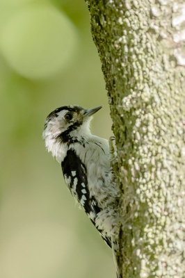 Weet niet zeker of dit een Kleine Bonte Specht is. Zat in een fotohut en ineens zag ik een zwart/witte vogel op een stam zitten. Hij zat op een ongunstige plek, met pal de zon erop. Deze zat hij net in de schaduw.  Was zo weer weg en niet meer gezien.