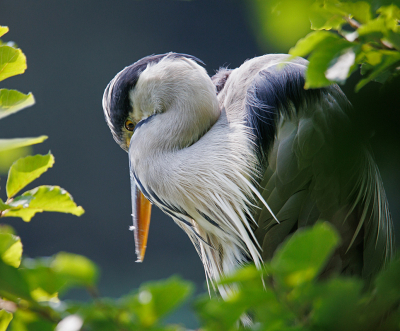 <i class='fa fa-user'></i> Erik van Ark |   Blauwe Reiger  <i class='fa fa-eye'> 157</i>   <i class='fa fa-comment-o'> 2</i>
