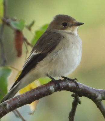 Bonte vliegenvanger, een van de laatste voor de vogeltrek