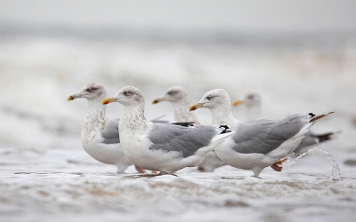 Bij het zoeken naar een andere foto kwam ik deze ook nog tegen.
Zilvermeeuwen op het strand bij IJmuiden.
Had die dag een dagje naar IJmuiden gepland, maar wist niet dat de zuidpier was afgesloten en ook niet dat die dag strandraces werden verreden.
Was toch wel een leuke dag. Die strandraces waren ook wel een spektakel.