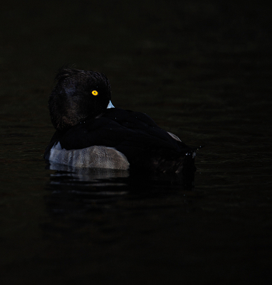 In park Sonsbeek zijn ze redelijk te benaderen, die kuifeenden.
Bij het maken van de foto al onderbelicht en in de nabewerking het licht nog iets teruggebracht. Dat alles om dat prachtige kenmerk van de kuifeend naar voren te brengen: dat fel gele oog. Voordeel was dat de blauwe snavelbasis ook goed naar voren komt.
Ben de laatste tijd een beetje aan het experimenteren met licht en donker. Ik weet dat niet iedereen dat mooi vindt, maar zelf vind ik wel interessant.