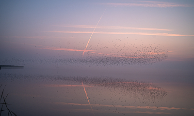 Vanochtend bezig met het fotografere van de zonsopgang boven de Fluessen in Gaasterland. Vanuiut hun slaapplaats steeg er een enorme hoeveelheid spreeuwen op. Door het gladde wateroppervlak onstond er een mooie spiegeling. Ik vond de foto mooi genoeg om hier in te dienen. De mist gaf er nog wel een bijzondere sfeer aan.