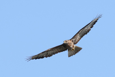 <i class='fa fa-user'></i> Fokke57 |   Buizerd  <i class='fa fa-eye'> 172</i>  <i class='fa fa-thumbs-up'> 1</i>   <i class='fa fa-comment-o'> 1</i>