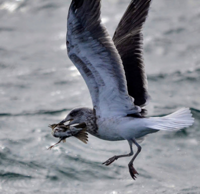 op de Noordzee werden trekkende zanglijsters door kleine mantelmeeuwen gepakt