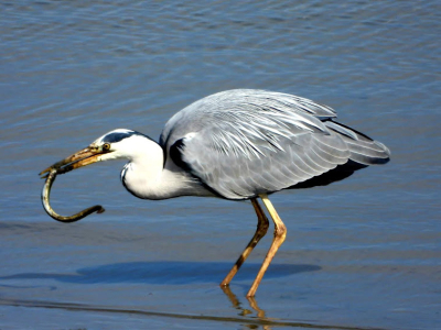 blauwe reiger vangt paling. De ene na de andere werd uit de modder getrokken