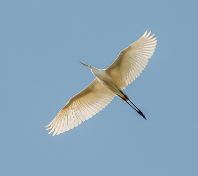 <i class='fa fa-user'></i> pietwil |   Grote Zilverreiger  <i class='fa fa-eye'> 165</i>   <i class='fa fa-comment-o'> 4</i>