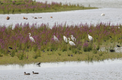 <i class='fa fa-user'></i> Fokke57 |   Grote Zilverreiger  <i class='fa fa-eye'> 159</i>  <i class='fa fa-thumbs-up'> 1</i>   <i class='fa fa-comment-o'> 5</i>