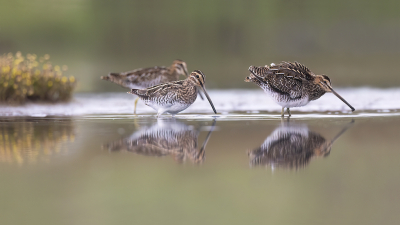 Bij deze wil ik toch nog even terug naar de watersnippen die eind augustus daar in de polder mooi te fotograferen waren