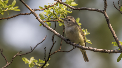 <i class='fa fa-user'></i> PeterBoers | Orpheusvireo  <i class='fa fa-eye'> 108</i>   <i class='fa fa-comment-o'> 1</i>