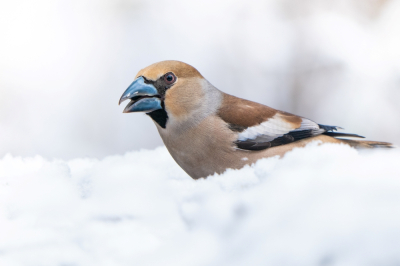 Oudere foto die ik tegenkwam. Een sneeuwbui in april komt niet veel voor, dus ik zag gelijk fotokansen. De sneeuw smolt heel snel weg, maar 's ochtends vroeg kon ik nog snel deze foto maken.