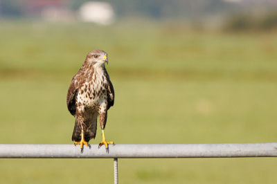 <i class='fa fa-user'></i> ADubbelhuis |   Buizerd  <i class='fa fa-eye'> 130</i>   <i class='fa fa-comment-o'> 2</i>