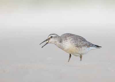 Tijdens mijn vakantie op Texel een prachtige ontmoeting gehad met deze mooie vogel.