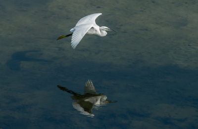 <i class='fa fa-user'></i> pietwil |   Kleine Zilverreiger  <i class='fa fa-eye'> 174</i>   <i class='fa fa-comment-o'> 6</i>