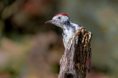 Voor de tweede keer HBN3 bezocht met de hoop eens een havik bij de vijver te krijgen. Helaas geen roofvogels gezien wel gehoord. Plotseling kwam een andere wenssoort die ik hier minder verwacht had op een meter of 5 voor ons zitten. In de korte tijd dat hij aanwezig was veel foto's kunnen maken. Helaas geen enkele keer ging hij even vrij zitten maar was er toch blij mee.