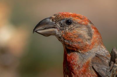 We hadden ze net gehoord in de buurt van de hut en wachtte in spanning af. Plotseling kwam een paartje even drinken in de vijver. Helemaal vrij ging het mannetje helaas niet zitten. Ze zaten zo dichtbij dat een kopportretje mogelijk was. Er staan al veel foto's van kruisbekken op BP maar kwam nog geen kopportret tegen, vandaar voor deze uitsnede gekozen.