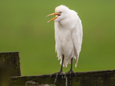 <i class='fa fa-user'></i> Peter van den Berg |   Koereiger  <i class='fa fa-eye'> 166</i>  <i class='fa fa-thumbs-up'> 1</i>   <i class='fa fa-comment-o'> 1</i>