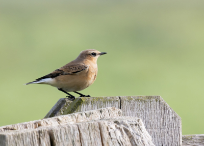 Van uit de auto gefotografeerd met de rijstzak. Op tien meter afstand zat deze vogel aan de achterkant van deze paal en af en toe kwam zij met haar hoofd even boven de paal uitkijken. Gelukkig had ze geen wantrouwen en koos ze voor een positie boven op de paal.