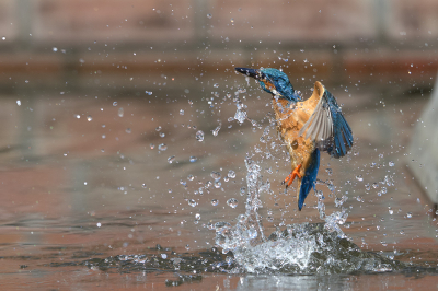 Vaak geprobeerd de ijsvogel opvliegend uit het water vast te leggen.
Hier min of meer gelukt.