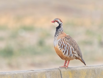 In het open veld zijn ze niet makkelijk te benaderen maar deze zat bij een boerderij op een minder fraai muurtje.