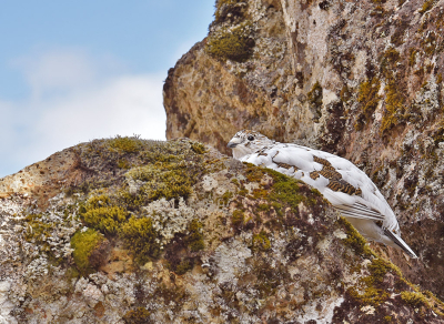 Bird picture: Lagopus muta / Alpensneeuwhoen / Rock Ptarmigan