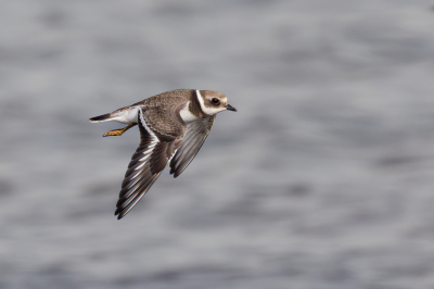 Bird picture: Charadrius hiaticula / Bontbekplevier / Common Ringed Plover