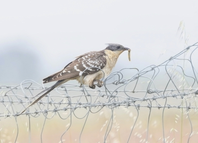 Bird picture: Clamator glandarius / Kuifkoekoek / Great Spotted Cuckoo