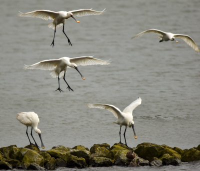 Vanuit vogelhut Het Tij te Stellendam mooi uitzicht op de lepelaars