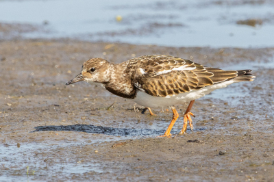 Vandaag op pad geweest voor de Grijze Strandloper, helaas die was gevlogen maar wel de Steenloper vast kunnen leggen, daar ben ik ook erg blij mee.