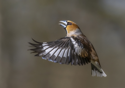 Bird picture: Coccothraustes coccothraustes / Appelvink / Hawfinch