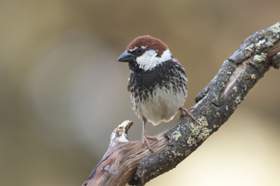 Bird picture: Passer hispaniolensis / Spaanse Mus / Spanish Sparrow