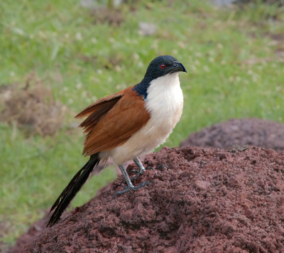 Bird picture: Centropus senegalensis / Senegalese Spoorkoekoek / Senegal Coucal