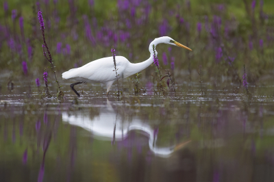 <i class='fa fa-user'></i> Luc Meert |   Grote Zilverreiger  <i class='fa fa-eye'> 104</i>  <i class='fa fa-thumbs-up'> 3</i>   <i class='fa fa-comment-o'> 7</i>