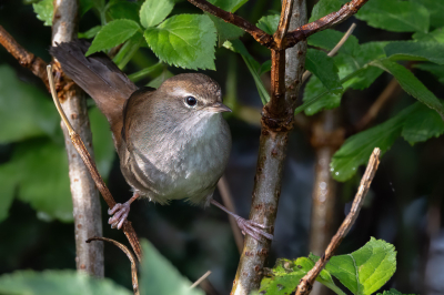 Heerlijk als het gewoon een keer lukt, een best wel moeilijk vast te leggen vogeltje.
Vaak hoorde ik hem te ver weg, en liet zich zelden zien.