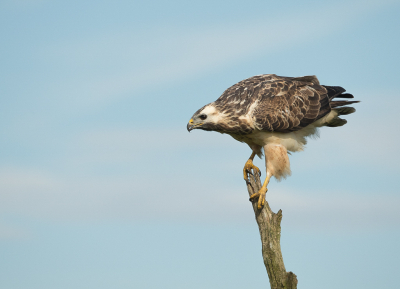 <i class='fa fa-user'></i> Truus Aletta Maan |   Buizerd  <i class='fa fa-eye'> 90</i>  <i class='fa fa-thumbs-up'> 1</i>   <i class='fa fa-comment-o'> 6</i>