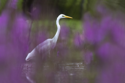 Bird picture: Ardea alba / Grote Zilverreiger / Great Egret