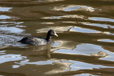 Ik ben aardig wat op pad geweest, lopend en met de auto, en heb van alles geprobeerd. Mijn uiteindelijke keuze is eigenlijk een heel simpele foto: een Meerkoet in water dat uit zichzelf en door de bewegende spiegelingen van de omgeving en van de lucht, mooie patronen geeft. Dit blijkt dan toch de foto te zijn die het beste aan de MO voldoet.