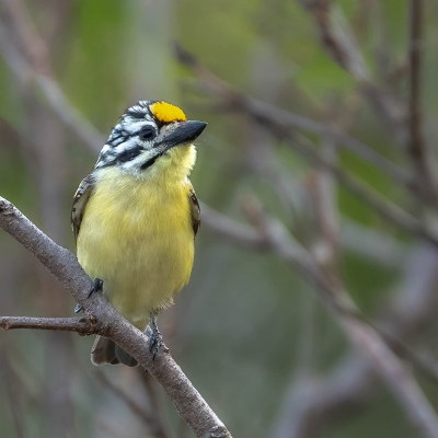 Bird picture: Pogoniulus chrysoconus / Geelvoorhoofdketellapper / Yellow-fronted Tinkerbird