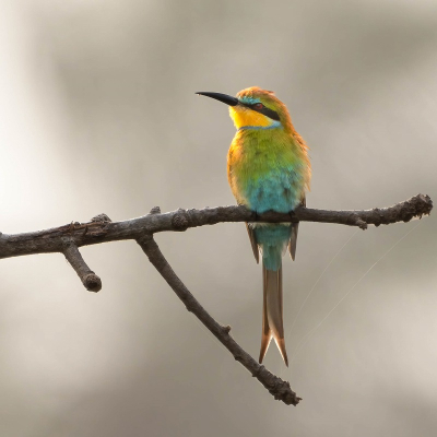 Bird picture: Merops hirundineus / Zwaluwstaartbijeneter / Swallow-tailed Bee-eater