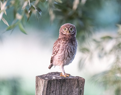 Dit jaar hebben de steenuilen twee jongen grootgebracht. In de twee weken voor ik deze foto kon maken waren de jongen af en toe al uit het nest, maar ze waren alleen te horen. Dit is de eerste keer dat een jong zich goed liet zien, al was het maar voor een paar minuten.