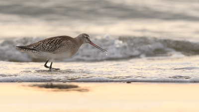 Bird picture: Limosa lapponica / Rosse Grutto / Bar-tailed Godwit