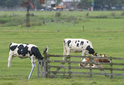 Op de grens tussen Vlaardingen Vlietlanden de Duifpolder bij Schipluiden kun je een aantal jonge visarenden zien in een leuke setting bij een weiland met koeien. Jammer genoeg wel ver uit de kant, maar daardoor kun je wel iets van de achtergrond meenemen. Hier doelbewust de foto met veel scherptediepte genomen en ook scherpte in de achtergrond gehouden om de foto meer diepte mee te geven. Foto uit de hand genomen.